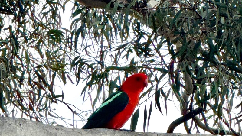 Red King Parrot
