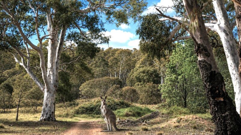 02-eaglehawk-park-kangaroo-bush-track