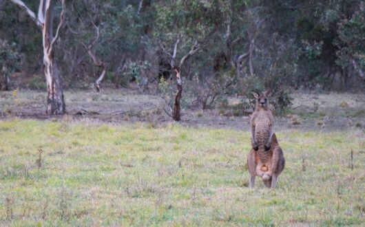 Kangaroo standing in a grassy clearing with bush behind