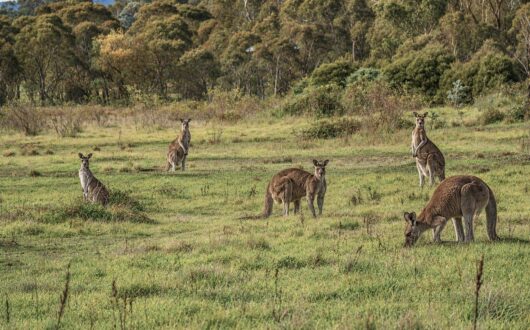 Mob of kangaroos grazing in the paddock at the edge of the bush