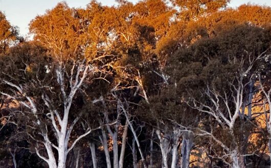 Kangaroos on the grass at sunset, with the gums lit gold behind them