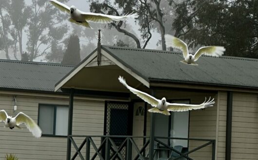 Sulphur-crested cockatoos in flight past a bungalow verandah on a misty morning