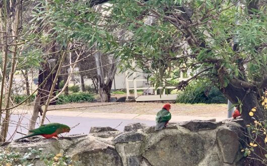 King parrots perched on the stone wall in the gardens