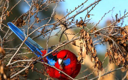 Crimson rosella perched in the branches against a blue sky