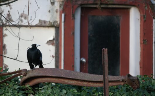 Magpie perched on an old farm implement in front of a weathered red doorway
