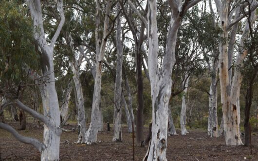 Stand of white-trunked gum trees in the bush