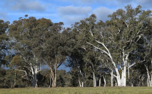 Gum trees along the edge of a green paddock under a blue sky