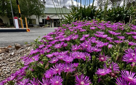 Purple pigface in full flower beside the Reception driveway
