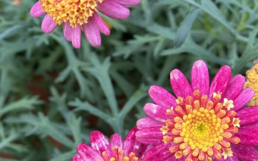 Pink and yellow daisies in flower in the gardens