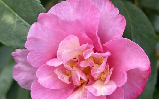 Pink camellia in full bloom among glossy green leaves