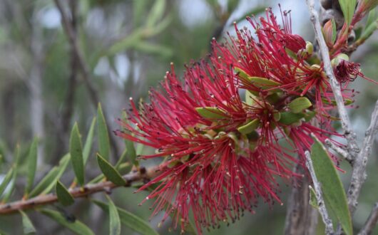 Red bottlebrush in flower with new buds forming