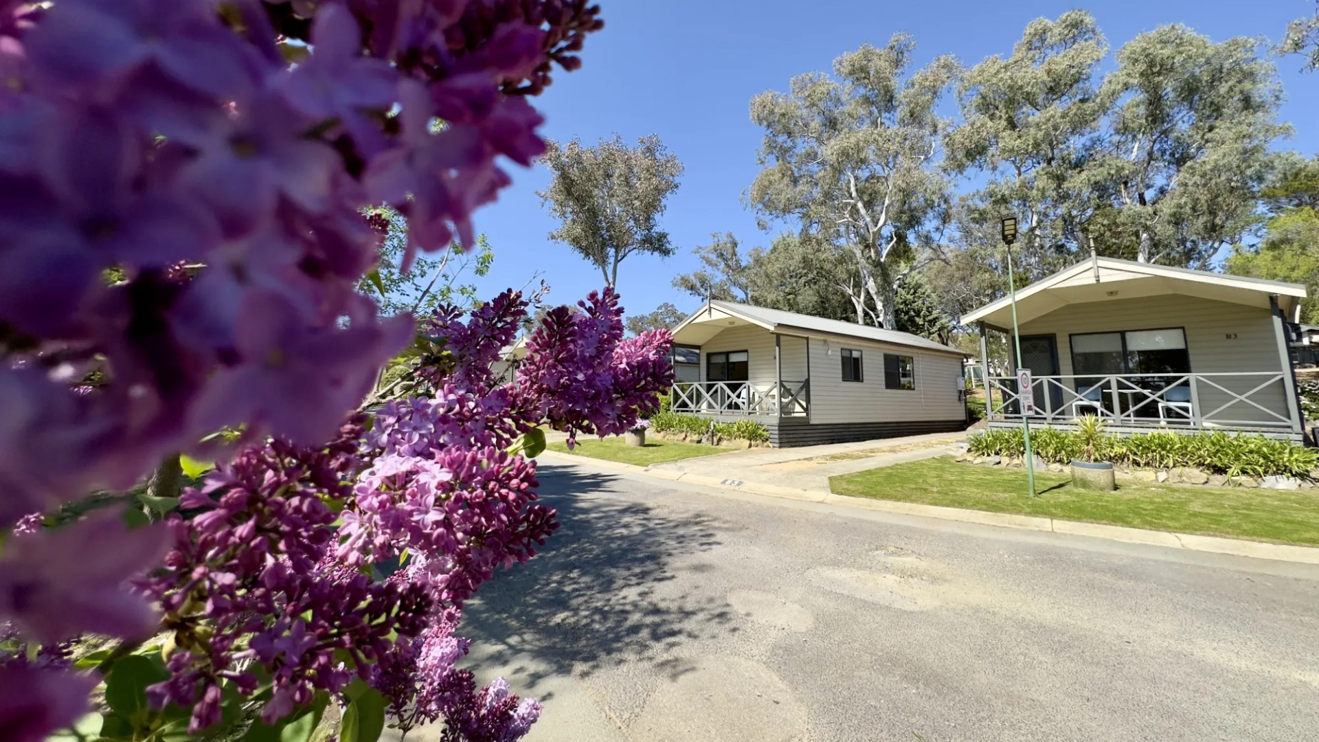 Lilac in bloom beside the cabins on a tree-lined street at Eaglehawk Park